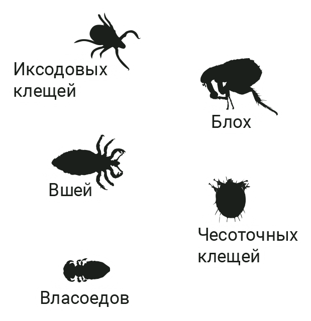 БлохНэт&nbsp;Форте